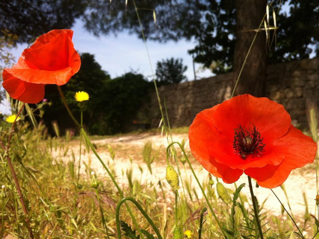 I Giardini Di Pomona Apartment Cisternino Bagian luar foto